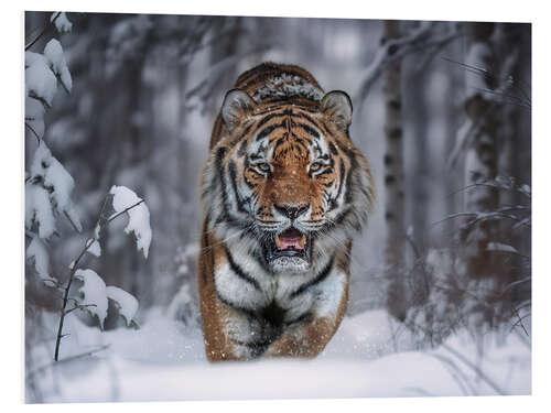 Foam board print Tiger in the Snow