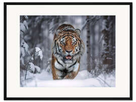 Gerahmter Kunstdruck Tiger im Schnee