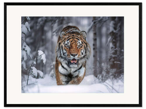 Framed art print Tiger in the Snow