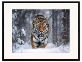 Framed art print Tiger in the Snow