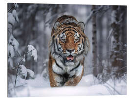 Gallery print Tiger in the Snow