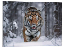 Magnettafel Tiger im Schnee