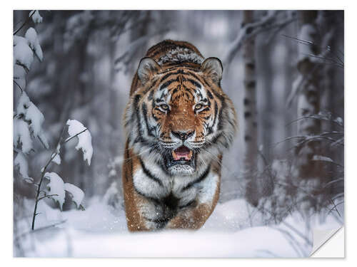 Sticker mural Tiger in the Snow