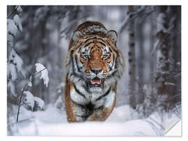 Wall sticker Tiger in the Snow