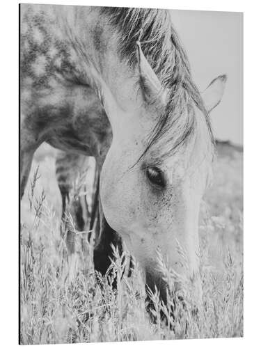 Aluminiumtavla Stallion in the Meadow