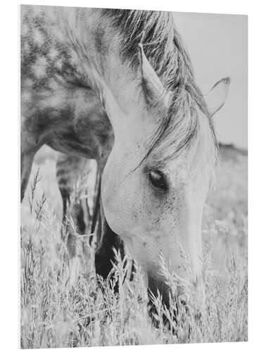 Foam board print Stallion in the Meadow