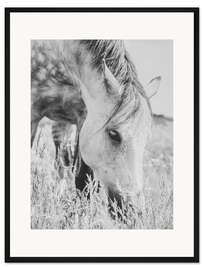 Gerahmter Kunstdruck Hengst auf der Wiese