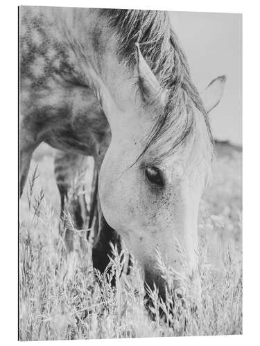 Gallery print Stallion in the Meadow