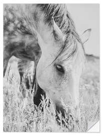 Sticker mural Stallion in the Meadow