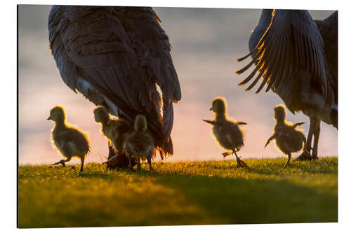 Cuadro de aluminio Ducklings on an Excursion