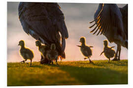 Foam board print Ducklings on an Excursion