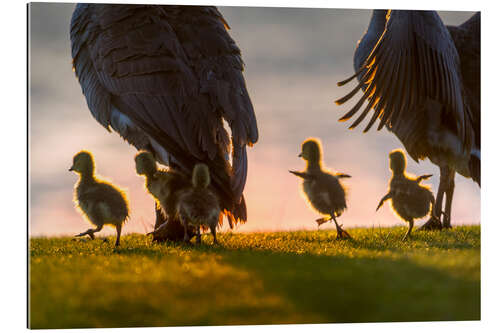 Gallery print Ducklings on an Excursion