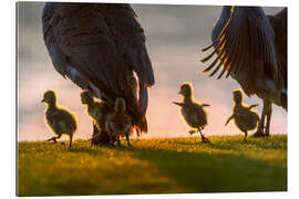 Gallery print Ducklings on an Excursion