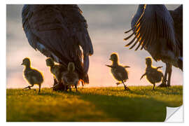 Selvklebende plakat Ducklings on an Excursion