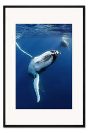 Gerahmter Kunstdruck Zwei Wale