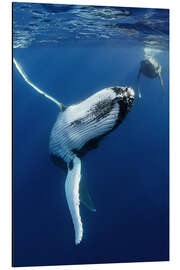 Magnettafel Zwei Wale