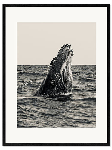 Impression artistique encadrée Surfacing Whale
