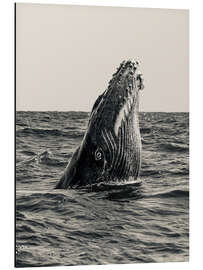 Magnettafel Auftauchender Wal