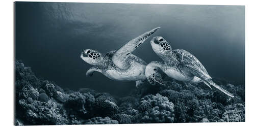 Galleriprint Turtle Dance