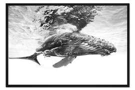 Gerahmter Kunstdruck Buckelwal-Kalb