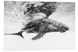 Foam board print Humpback Whale Calf