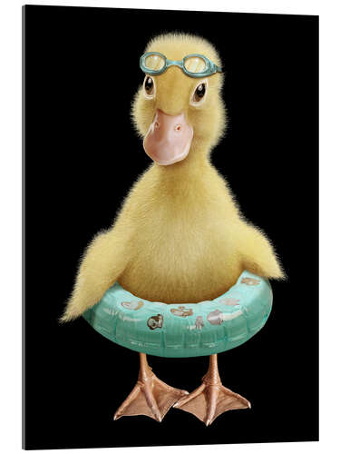 Akrylbilde Swimming Duck