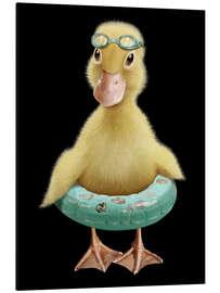Aluminiumsbilde Swimming Duck