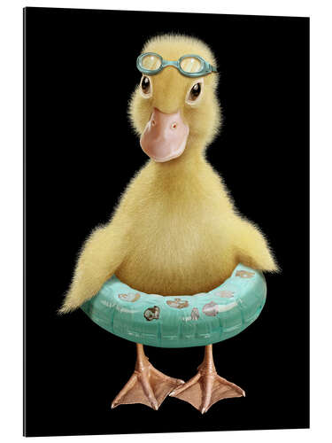 Stampa su plexi-alluminio Swimming Duck