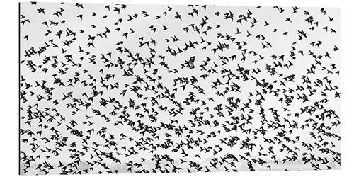 Gallery print Flock of Birds