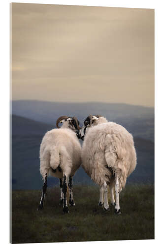 Acrylic print Sheep Love