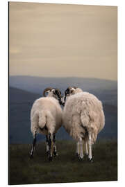 Aluminium print Sheep Love