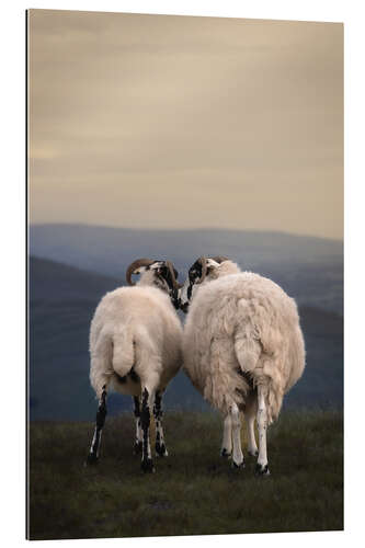 Gallery print Sheep Love