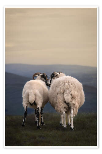 Plakat Sheep Love