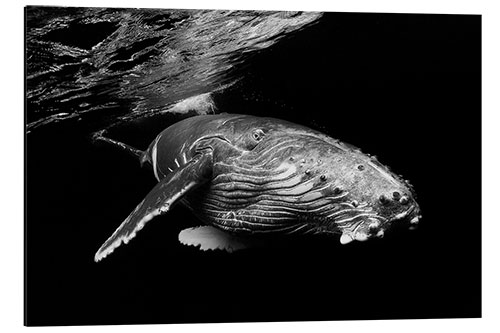 Aluminium print Humpback Whale Calf