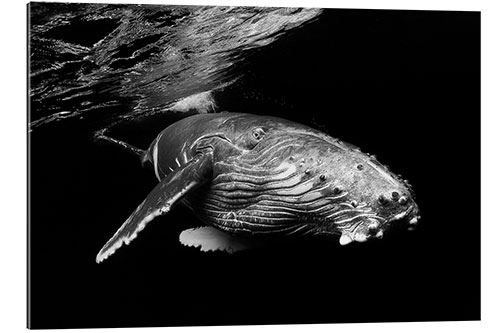 Quadro em plexi-alumínio Humpback Whale Calf