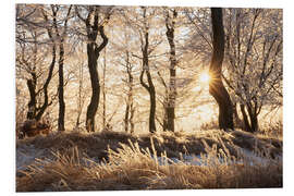 Foam board print Snowy Winter Forest