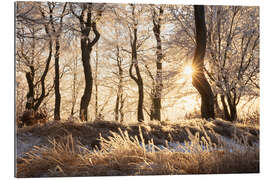 Gallery Print Verschneiter Winterwald