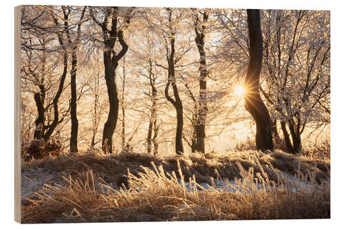 Trebilde Snowy Winter Forest