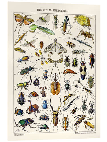 Tableau en verre acrylique Insectes II, 1923