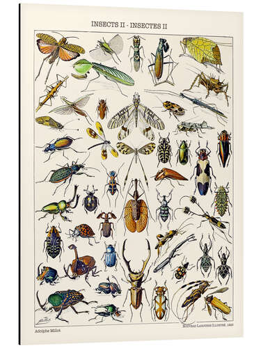 Aluminiumtavla Insects II, 1923