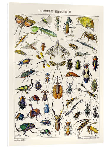 Gallery print Insects II, 1923