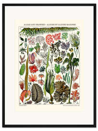 Gerahmter Kunstdruck Algen und Seetang, 1923