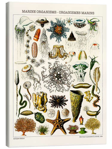 Stampa su tela Marine Organisms, 1923