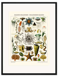 Gerahmter Kunstdruck Meeresorganismen, 1923