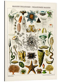 Magnettafel Meeresorganismen, 1923