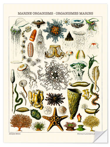 Naklejka na ścianę Marine Organisms, 1923