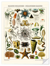 Selvklebende plakat Marine Organisms, 1923