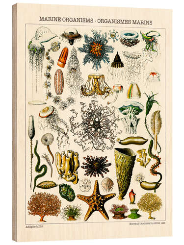 Wood print Marine Organisms, 1923