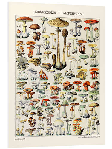 Foam board print Mushrooms, 1923