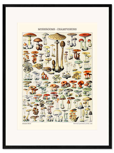 Framed art print Mushrooms, 1923